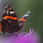 distribution behavior analysis log