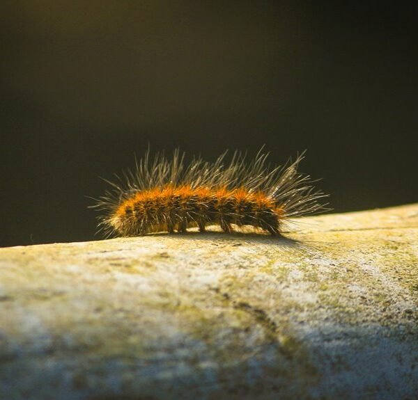 enterprise trend data analysis